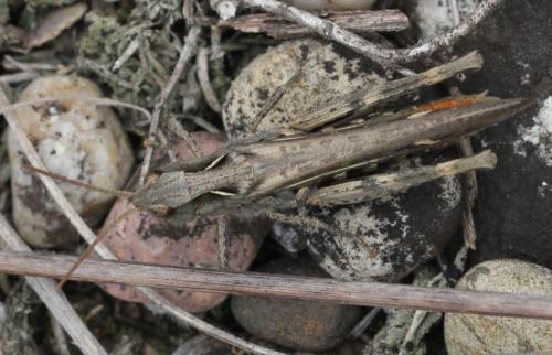 Chorthippus sp.